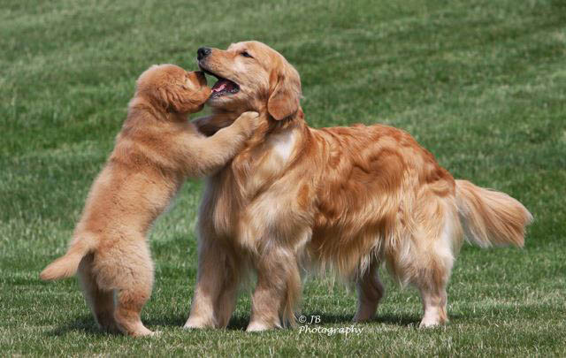 mi golden retriever breeder kokopelli goldens puppy and mom